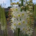 Foxtail lily